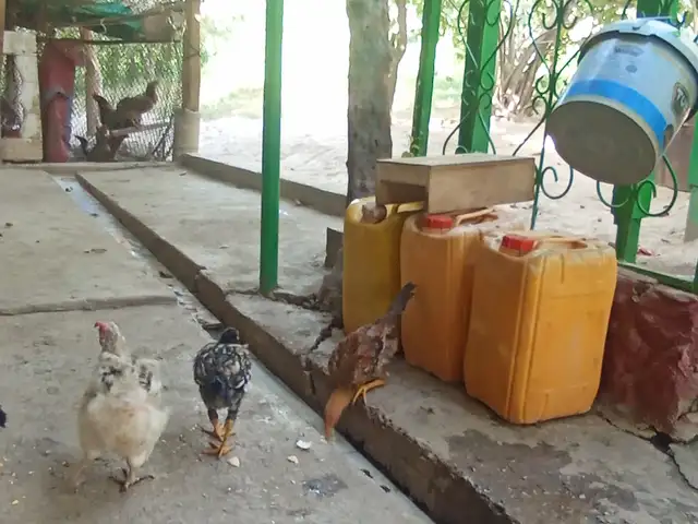 Мург, Душанбе