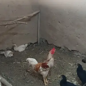 Хурус, Пенджикент
