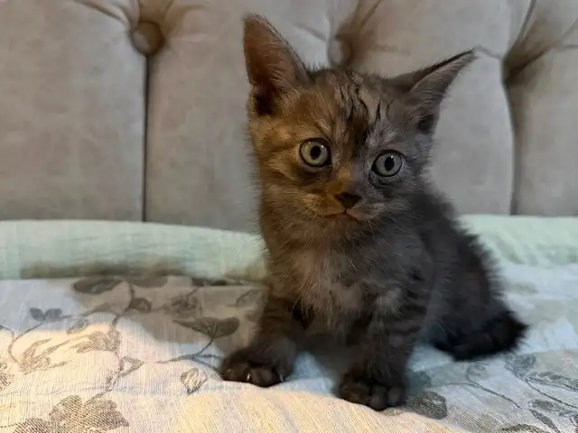 Шотландский котенок, Душанбе