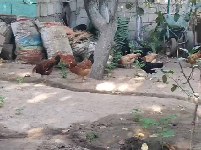 Мурги хонаги, Душанбе