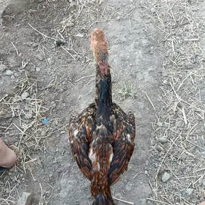 Дакан шамо, Джаббор Расулов