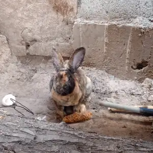 Кролик, Душанбе