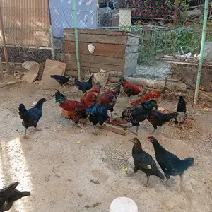 Хуруз, Худжанд