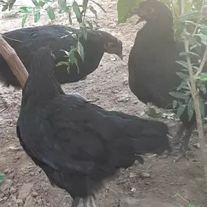 Чучахои Джерси, Турсунзаде