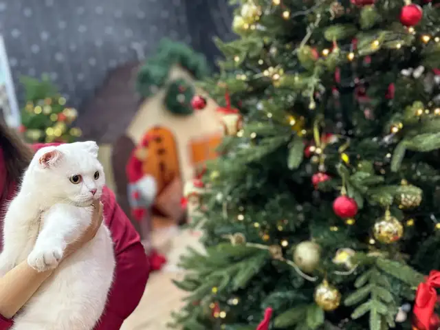 Кошка, Душанбе