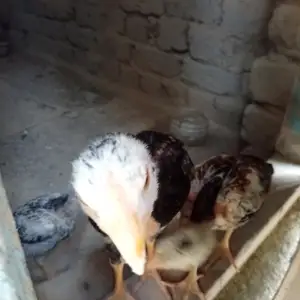 Чучаи дакан зоти хубай, Душанбе