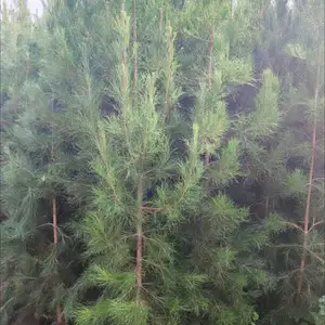Арча, Душанбе