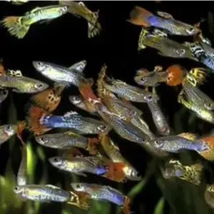 Рыбки Guppy, Худжанд