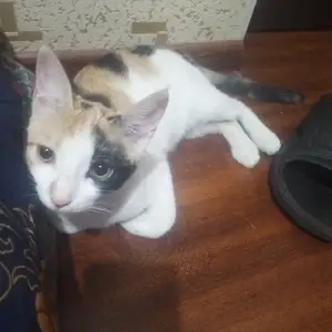Домашняя кошка, Душанбе