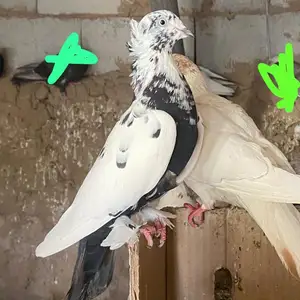 Кафтар, Қубодиён