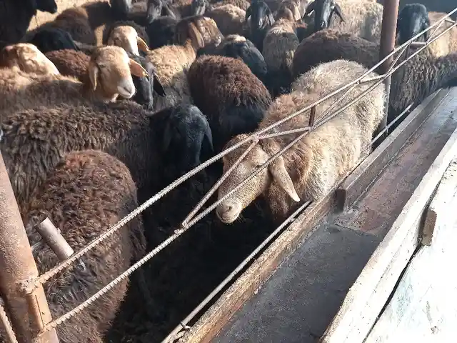 Гусфанд, Душанбе - 9