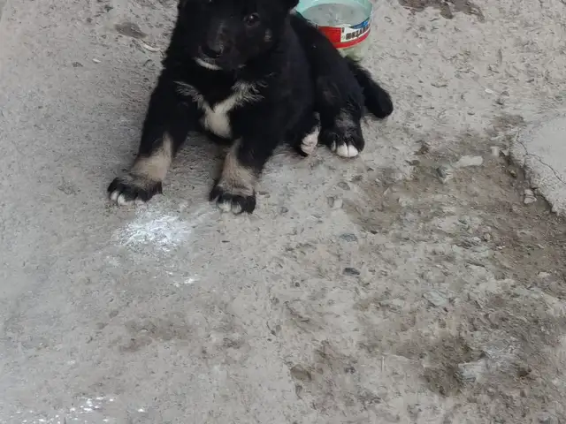 Саги алабай, Душанбе
