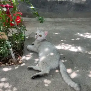 Шиншилла даром, Душанбе