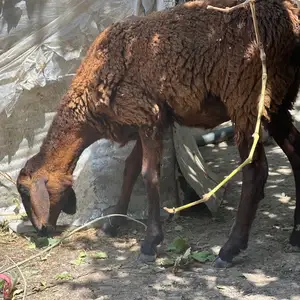 Гусола, Душанбе