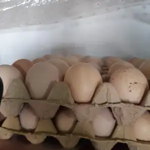 Тухми ломан браун корейский, Бободжон Гафуров