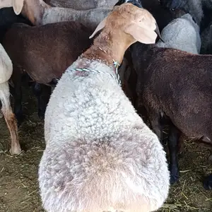 Гусфанд, Душанбе