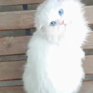 Кот на вязку, Худжанд