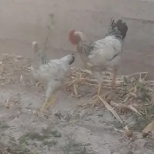 Мург Рябушка, Ҳисор