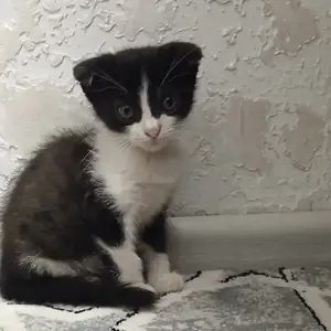 Шотландский котенок, Душанбе