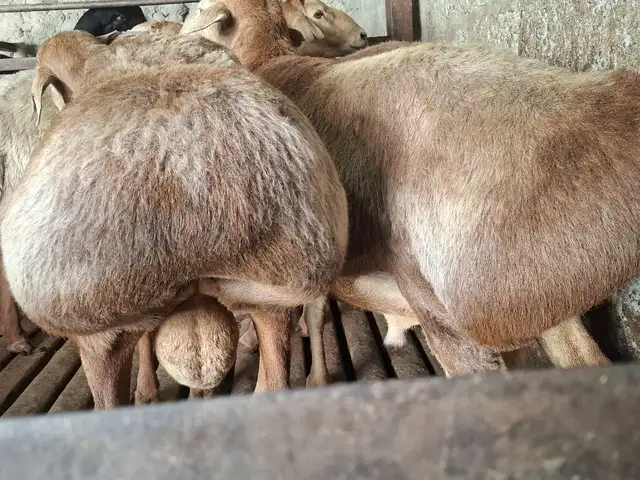 Гусфанди кушкор, Хуҷанд