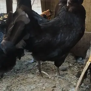Мурги японча падуан, Абдурахмони Джоми