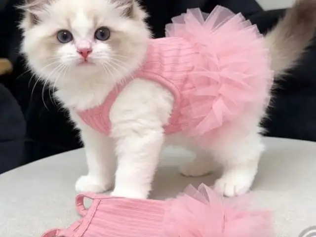 Платье для кошек, Худжанд
