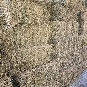 Преси чавари, Худжанд