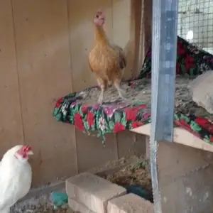 Мурги японча, Турсунзаде