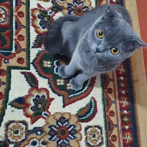 Котята шотландские, Худжанд