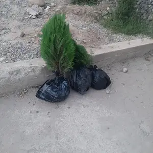 Туя, Душанбе