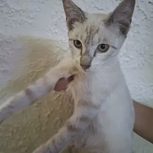 Сиамский кот, Худжанд