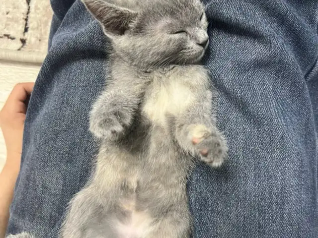 4 месячняя домашняя кошка, Душанбе