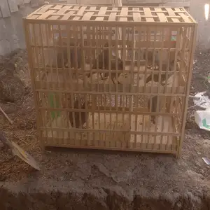 Кафас бо кабкош, Душанбе