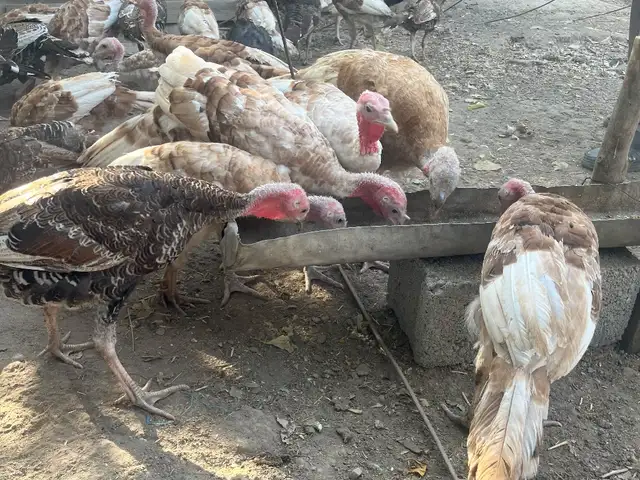 Индюк чучаи 70 Дона, Турсунзаде