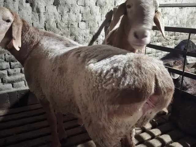 Кушкор, Худжанд