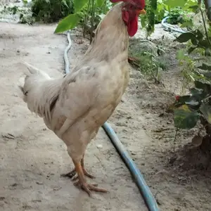 Хуруз, Пенджикент
