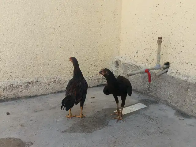 Дакан, Душанбе