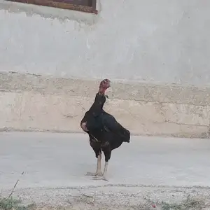 Тухми дакан, Истаравшан