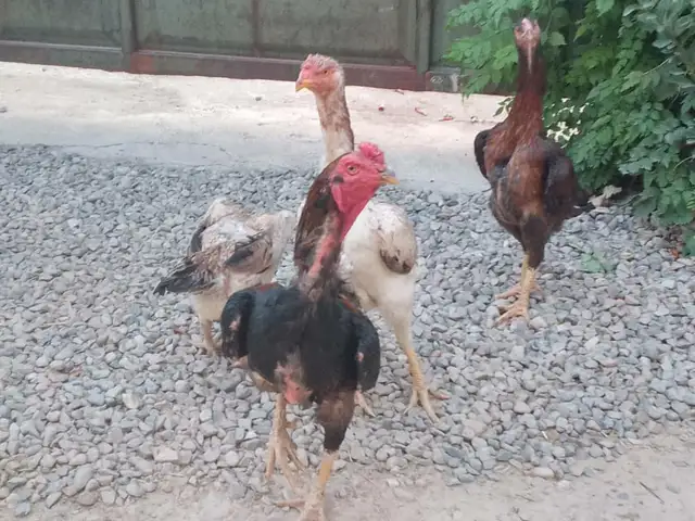 Дакан, Душанбе