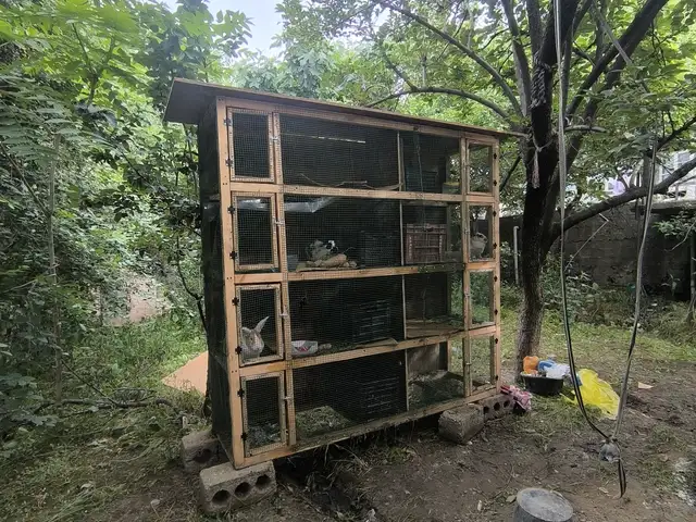 Клетка, Душанбе