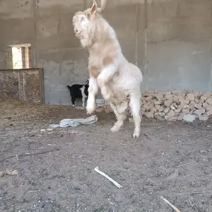 Бузи калон, Куляб