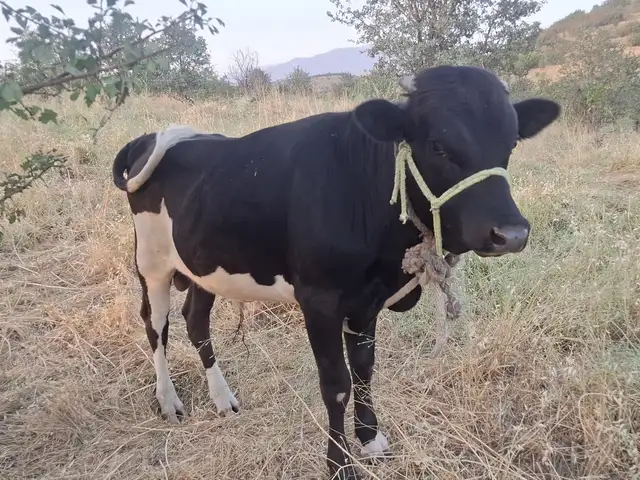 Бука, Душанбе