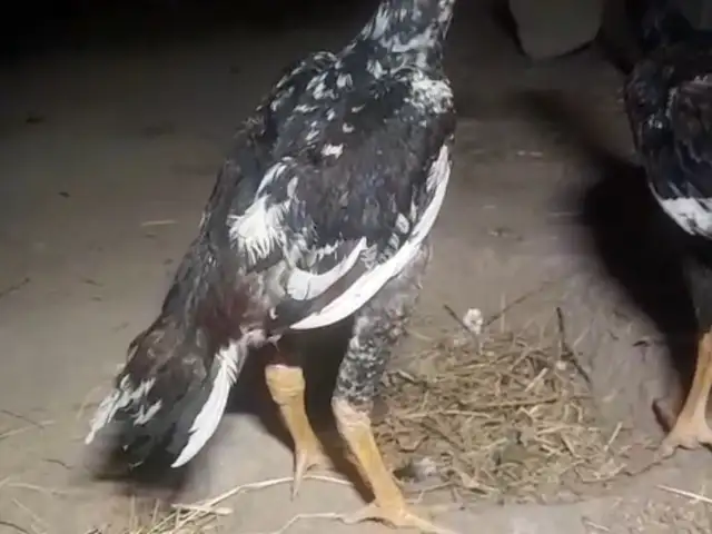 Дакан чуча, Турсунзаде
