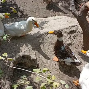 Утки, Ваҳдат