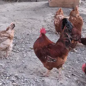 Хурус, Худжанд