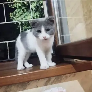 Котята, Душанбе