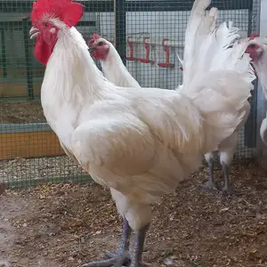 Мурғҳои Бресс-Гальский, Худжанд