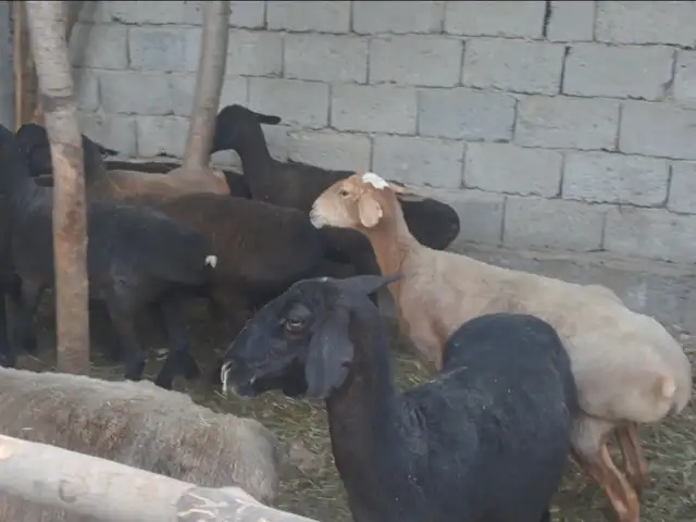 Гусфанд, Душанбе