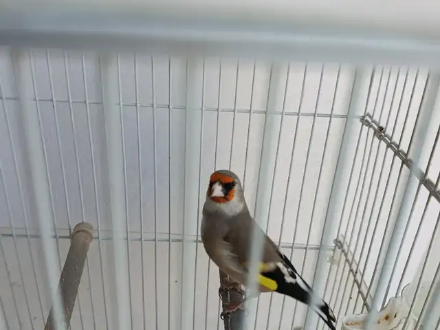 Щегол, Худжанд