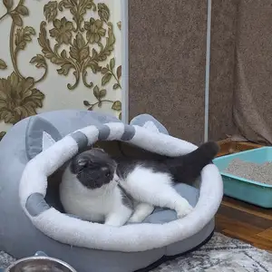 Шотландский кот, Душанбе